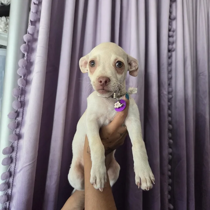 Praline thumbnail 2