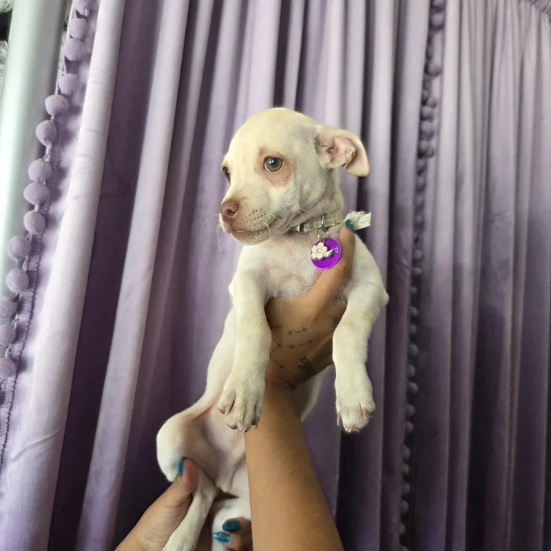 Praline thumbnail 5