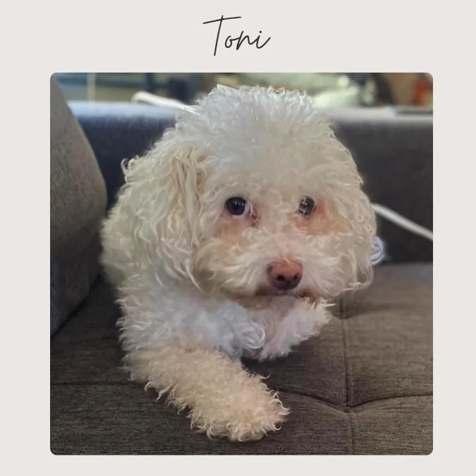 An adult small-sized female White / Cream Maltese dog named Tonk for adoption in San Juan Capistrano, CA