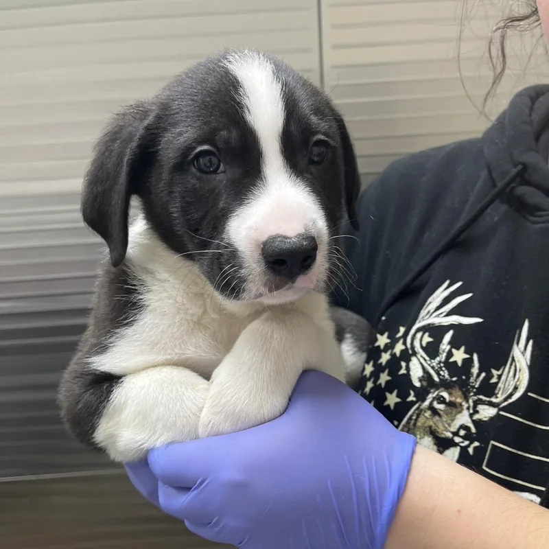 Drew Pickles thumbnail 3