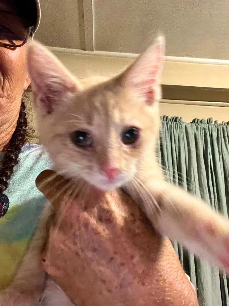 A baby small-sized male Domestic Short Hair cat named Uzi for adoption in Waverly, TN