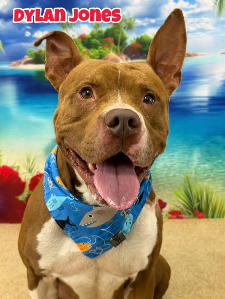 An adult medium-sized male Brown / Chocolate Mixed Breed dog named Dylan Jones for adoption in Flint, MI