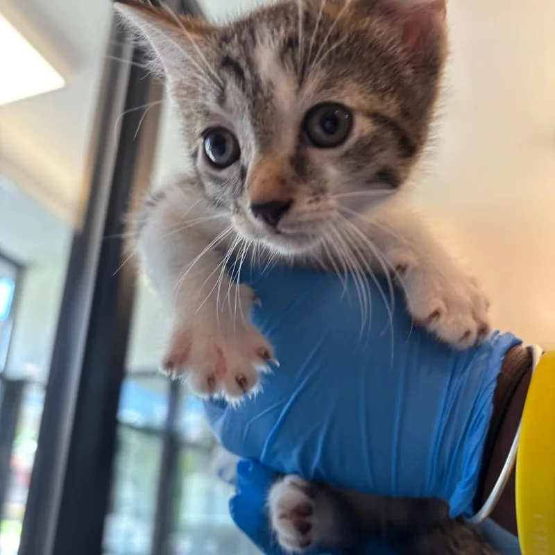 A baby small-sized female Domestic Short Hair cat named Mars for adoption in Allentown, PA