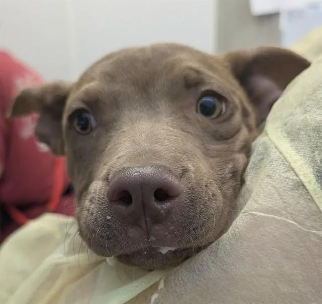 A baby small-sized female Pit Bull Terrier dog named A for adoption in Tucson, AZ