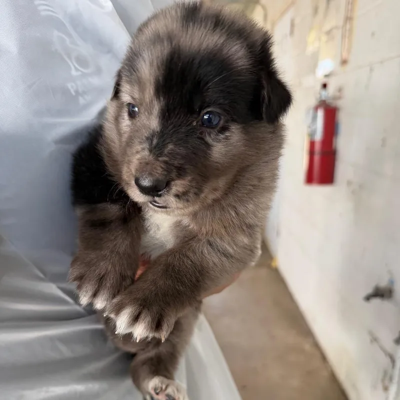 A baby small-sized female Gray / Blue / Silver Australian Cattle Dog / Blue Heeler dog named Wedge for adoption in Edinburg, TX