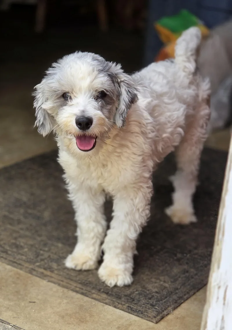 A young small-sized female White / Cream Cockapoo dog named Magic for adoption in Zanesville, OH