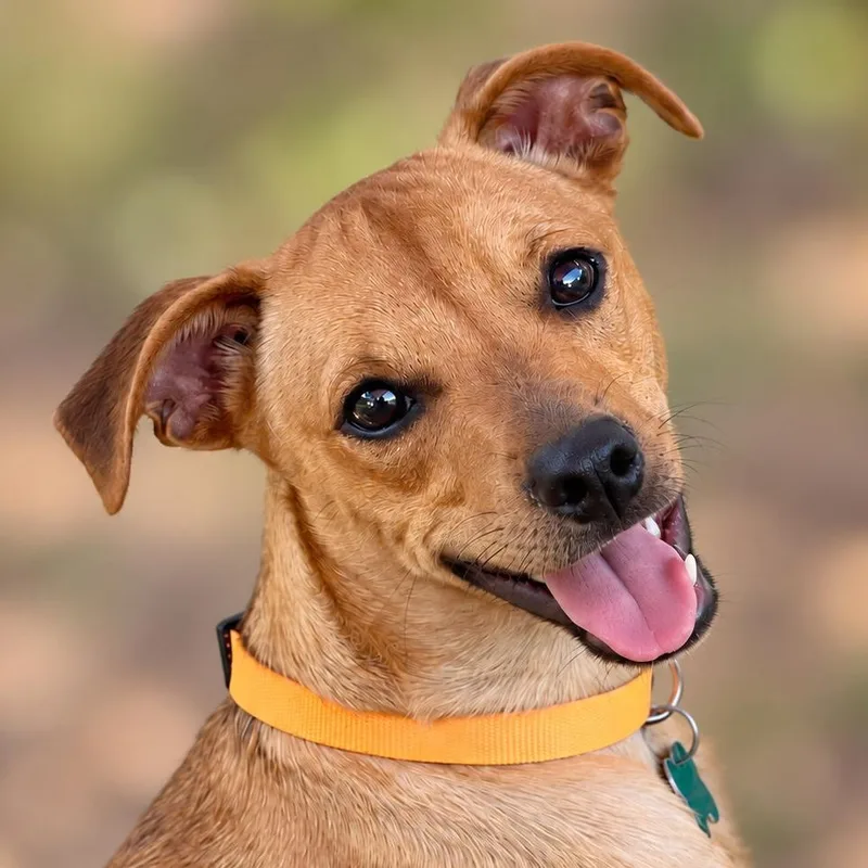 A young small-sized male Chihuahua dog named Andy for adoption in Boerne, TX