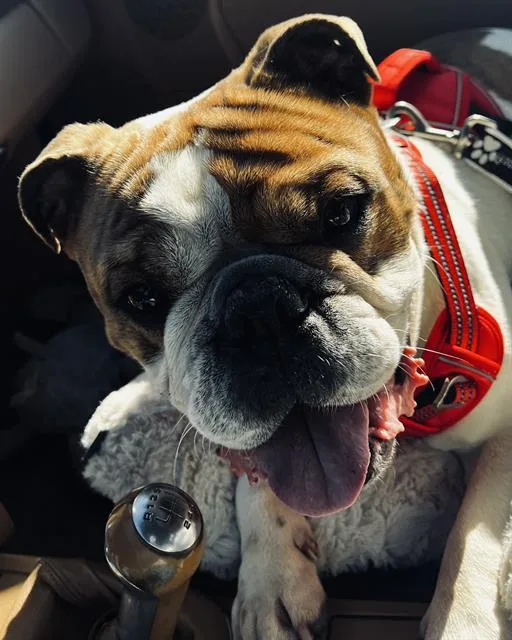 Atlas