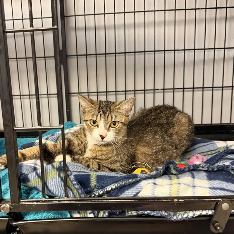 A young medium-sized female Tabby (Brown / Chocolate) Domestic Short Hair cat named Charlie for adoption in Hamburg, NY
