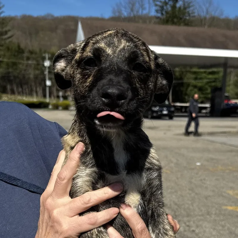 Ny Lilana Avail Apr thumbnail 2