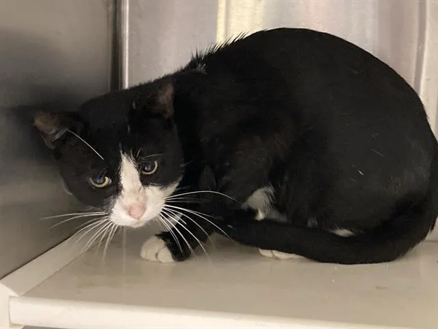 A young large-sized male Domestic Short Hair cat named Invader Zim for adoption in Tustin, CA