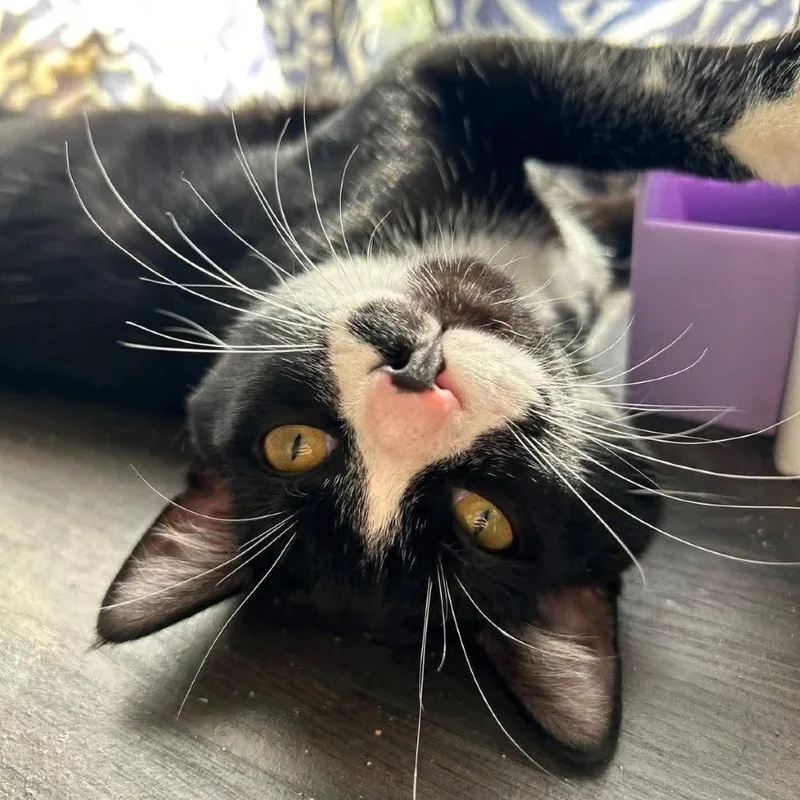 An adult large-sized male Domestic Short Hair cat named Domino for adoption in Saint Louis, MO