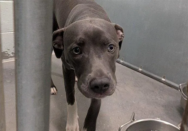 A young medium-sized female American Staffordshire Terrier dog named Atta for adoption in Tavares, FL