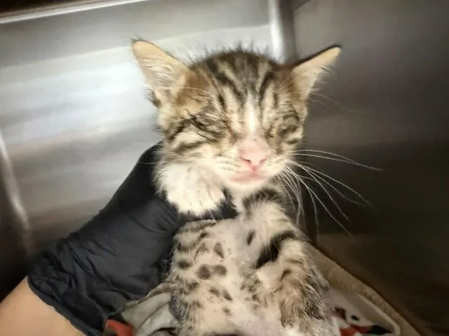 A baby small-sized female Domestic Short Hair cat named Little for adoption in Fairfield, CA