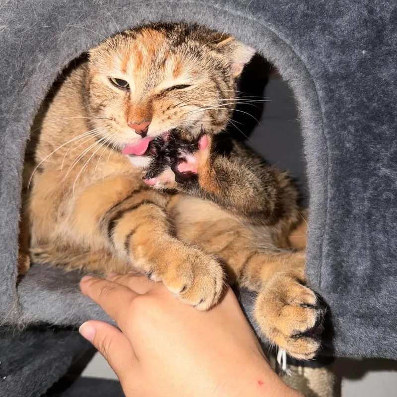 An adult large-sized female Tortoiseshell Domestic Short Hair cat named Mazie for adoption in West Olive, MI
