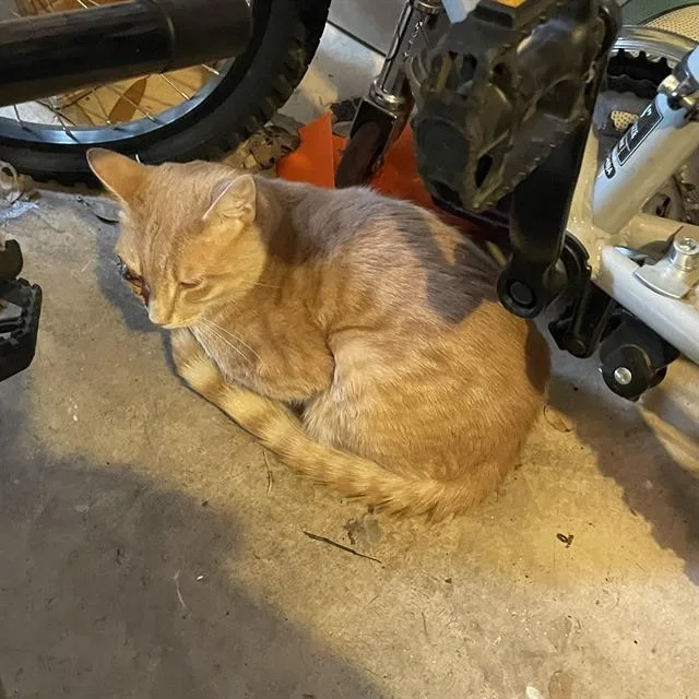 A young medium-sized male Domestic Short Hair cat named Roger for adoption in San Antonio, TX