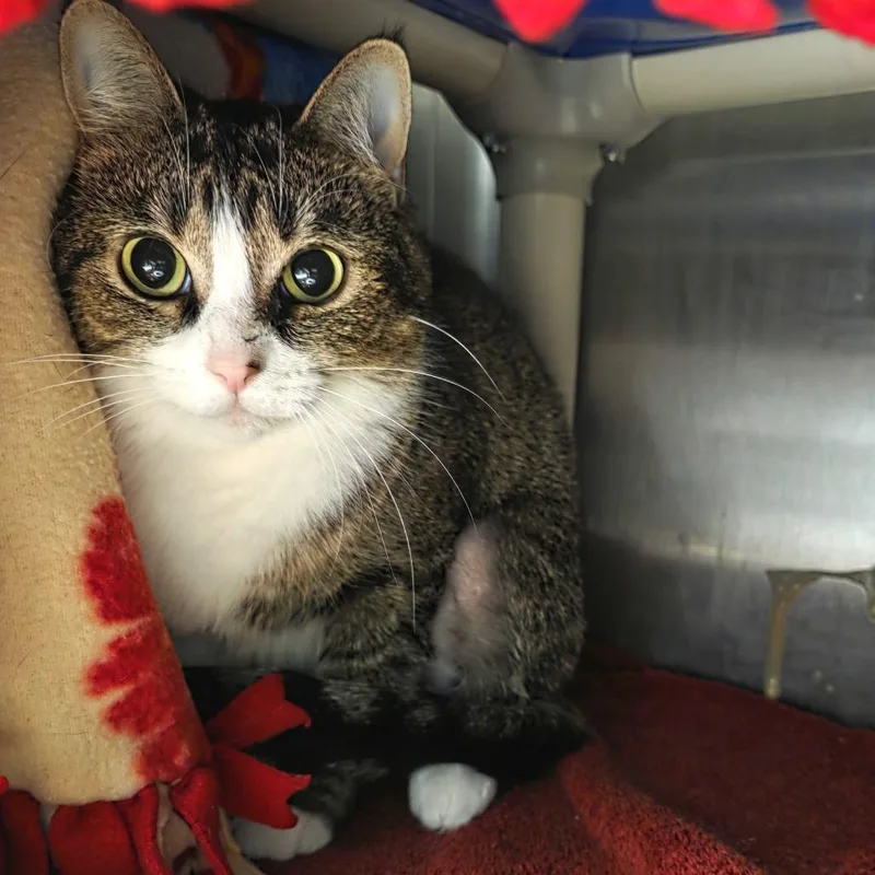 An adult medium-sized female Brown / Chocolate Domestic Short Hair cat named Lady for adoption in Fort Wayne, IN