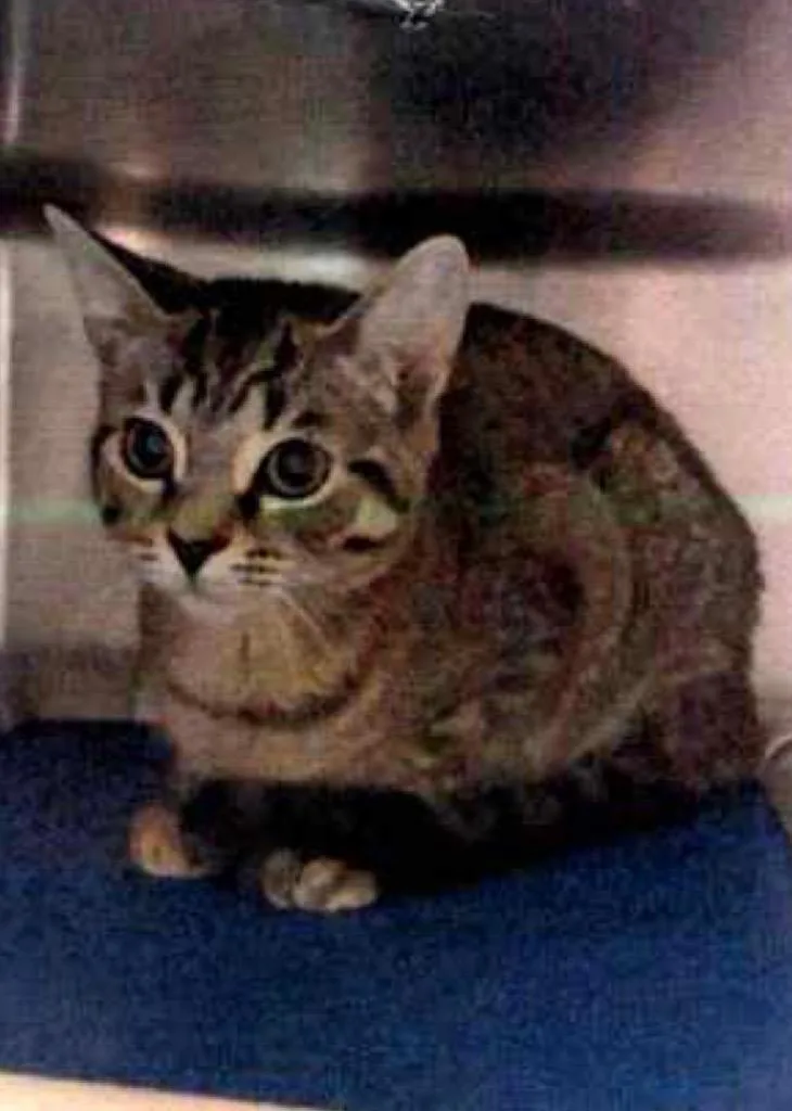 A baby medium-sized female Domestic Short Hair cat named Cher Il for adoption in Fort Lupton, CO