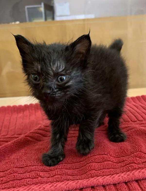 A baby small-sized male Domestic Short Hair cat named Milwaukee for adoption in Santa Rosa, CA