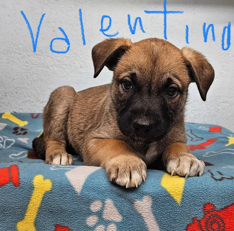 A baby small-sized male German Shepherd Dog named Valentino for adoption in Inglewood, CA