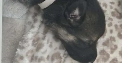 Little Bird Located In