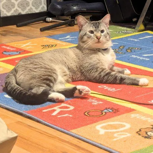 An adult small-sized male Domestic Short Hair cat named River for adoption in Aurora, CO