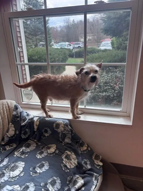 A senior medium-sized male Cairn Terrier dog named Finn for adoption in Terryville, CT