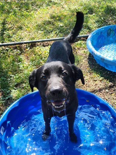 A young medium-sized male Labrador Retriever dog named Kettle for adoption in Peoria, IL