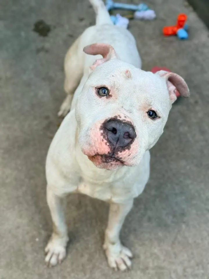 An adult medium-sized male White / Cream Pit Bull Terrier dog named Slumber Party for adoption in Chicago, IL