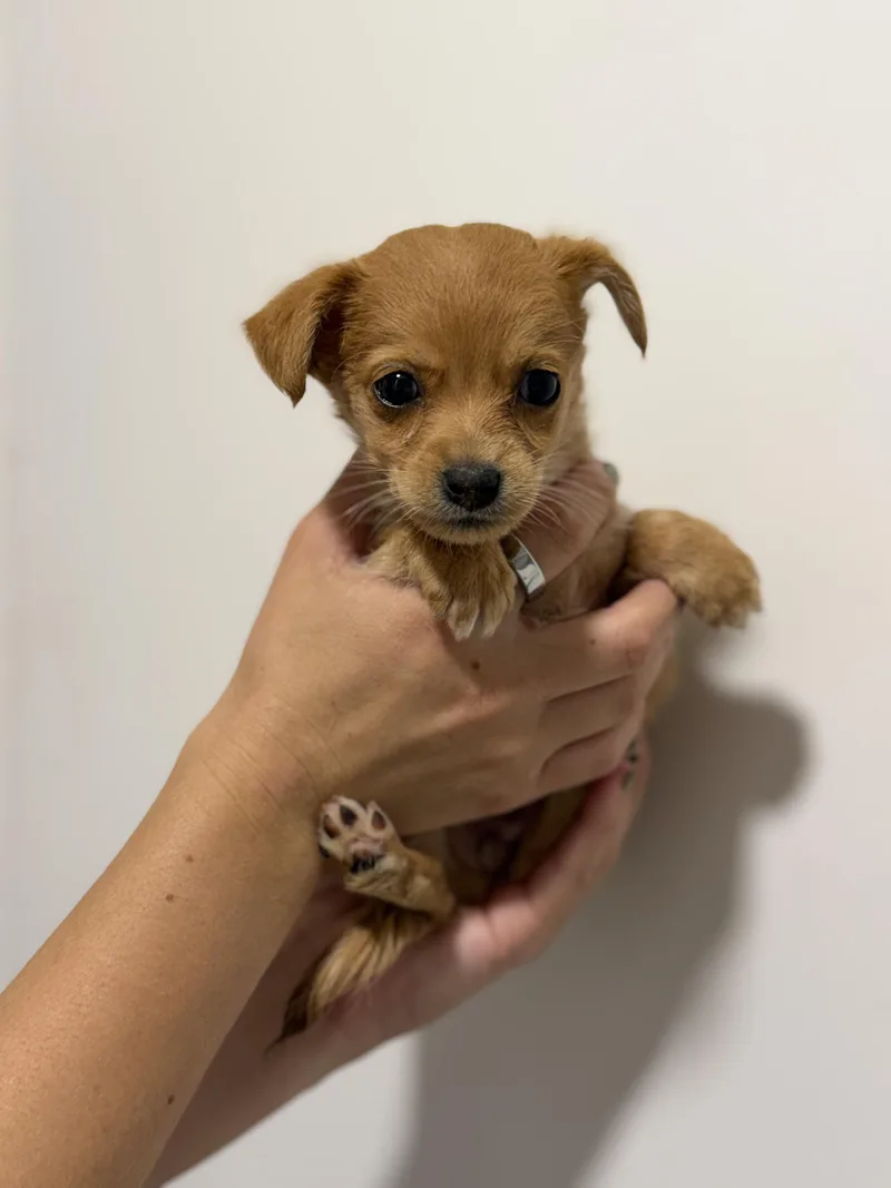 A baby small-sized female Golden Chihuahua dog named Sundae for adoption in San Diego, CA