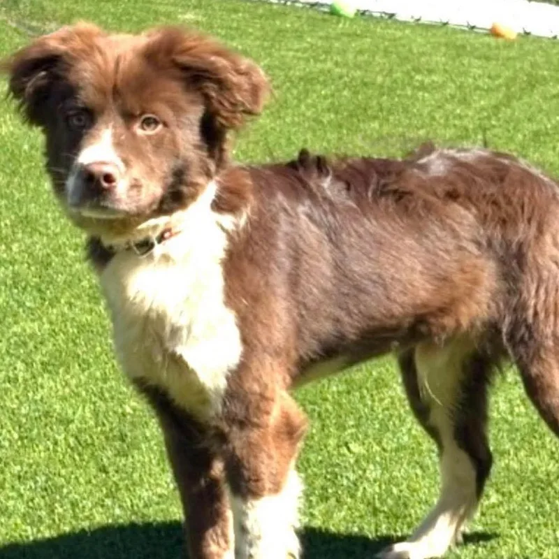 An adult medium-sized male Brown / Chocolate Collie dog named Whiskey for adoption in Rockville, MD