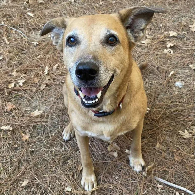 A senior large-sized female Mixed Breed dog named Maggie for adoption in Bastrop, TX