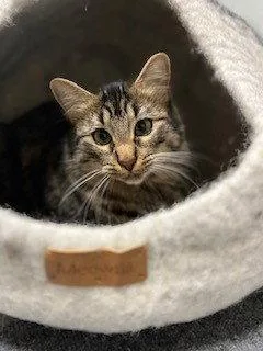 Binx