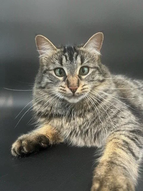 Binx thumbnail 2