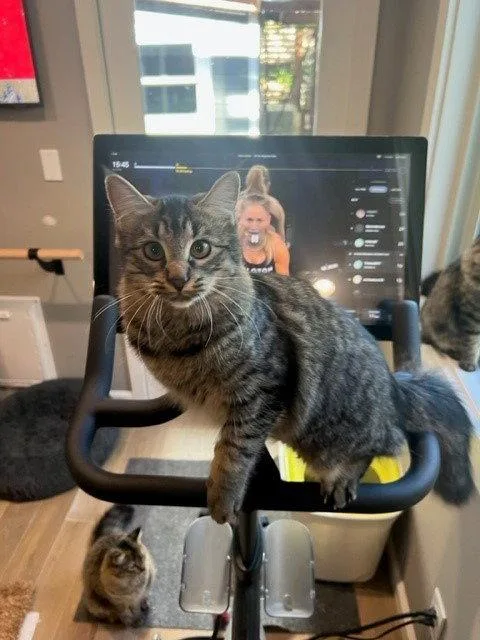 Binx thumbnail 3