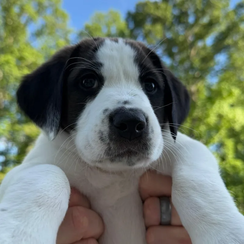 Hank thumbnail 2