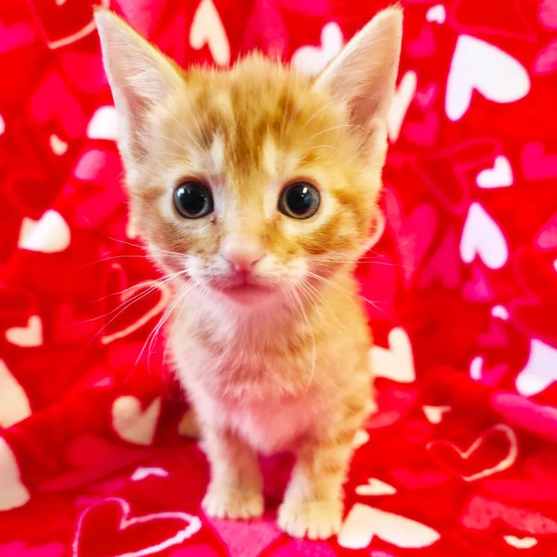 A baby small-sized female Orange / Red Domestic Short Hair cat named Heart for adoption in Mount Juliet, TN