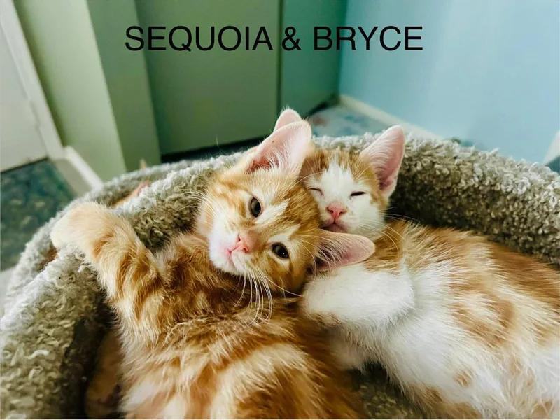 A baby medium-sized male Domestic Short Hair cat named Bryce Canyon National Park for adoption in Parkville, MD