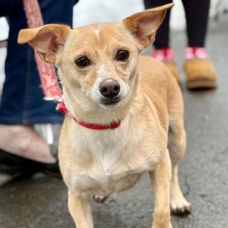 Little Daisy thumbnail 2