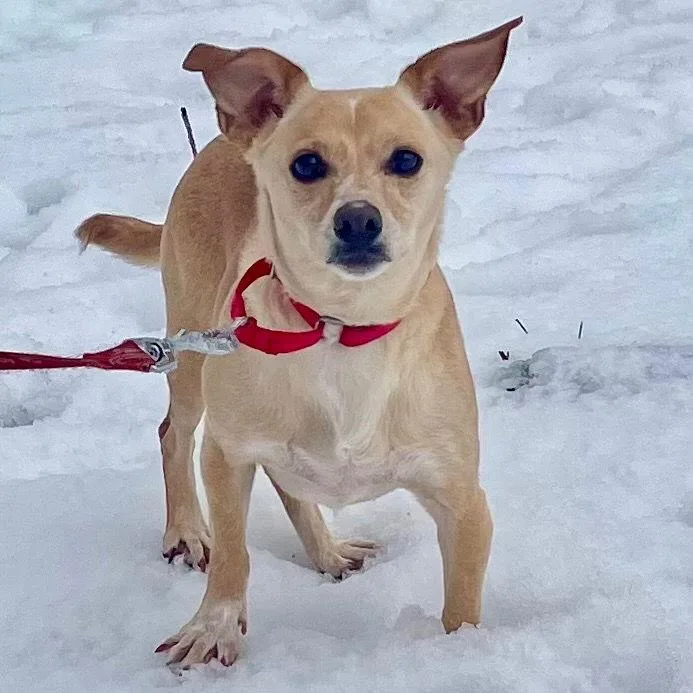 Little Daisy thumbnail 3