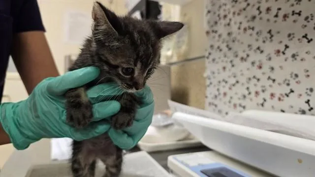 A baby small-sized male Domestic Short Hair cat named Incubus for adoption in Riverside, CA
