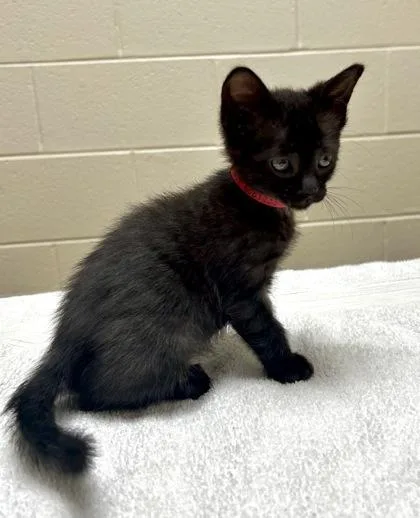 A baby small-sized female Domestic Short Hair cat named Sara for adoption in Westland, MI