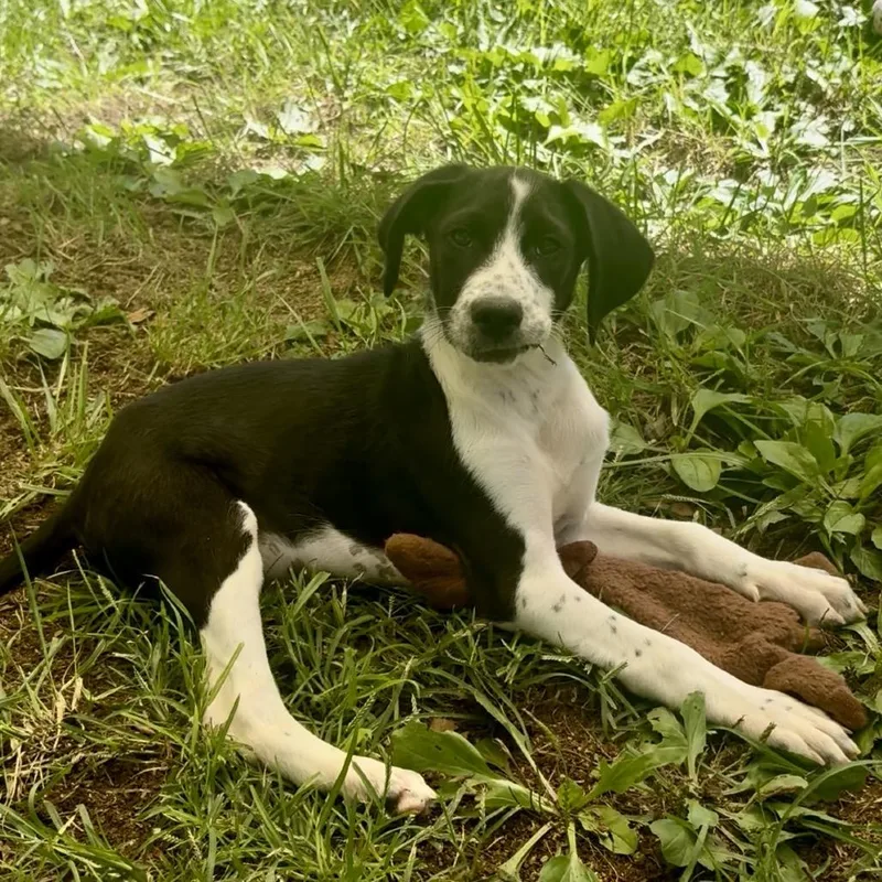 A baby medium-sized male Black Bluetick Coonhound dog named Nacho for adoption in Fairmont, WV
