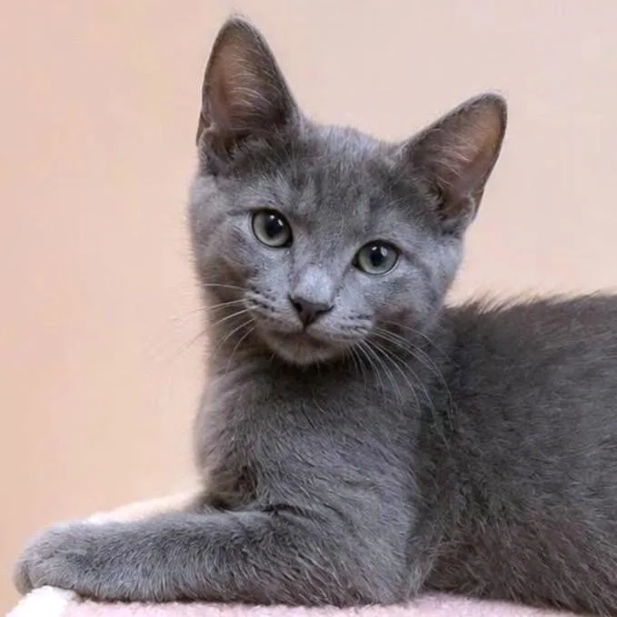 A baby large-sized female Gray / Blue / Silver Russian Blue cat named Bella Blue Remarkable for adoption in Danbury, CT