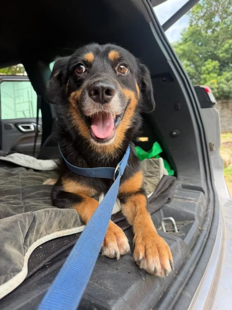 An adult medium-sized male Beagle dog named Oso for adoption in San Diego, CA