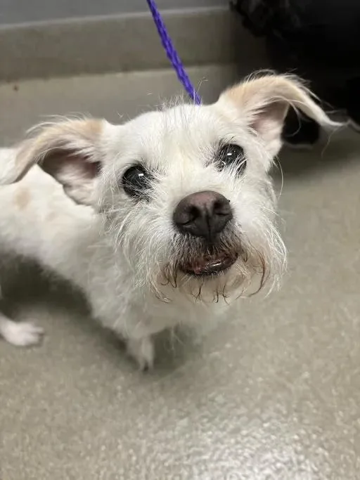 An adult small-sized male Chihuahua dog named Mochi for adoption in Las Vegas, NV