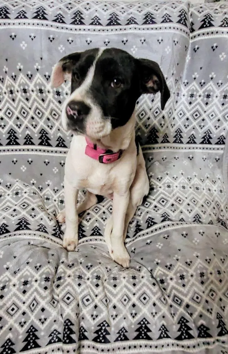 A young medium-sized female Tricolor (Brown, Black, & White) Mixed Breed dog named Hope for adoption in Livingston, TX