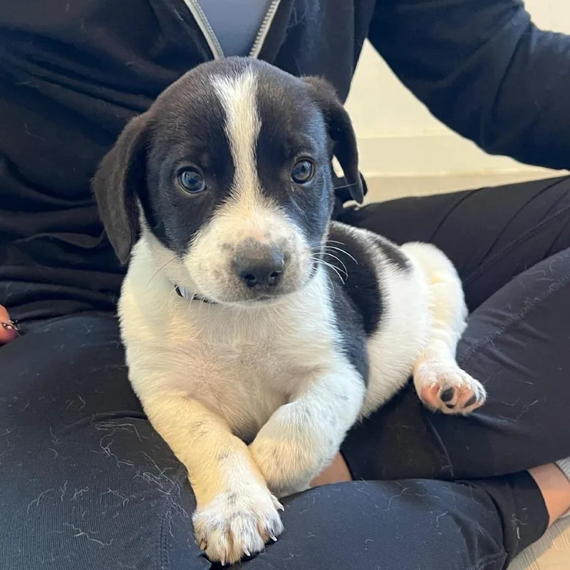 A baby small-sized male White / Cream Australian Shepherd dog named Eric for adoption in Boerne, TX