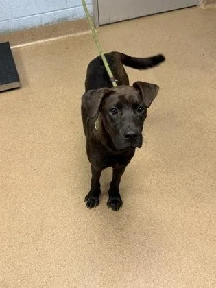 A young medium-sized male Mixed Breed dog named Choreography for adoption in Chamblee, GA