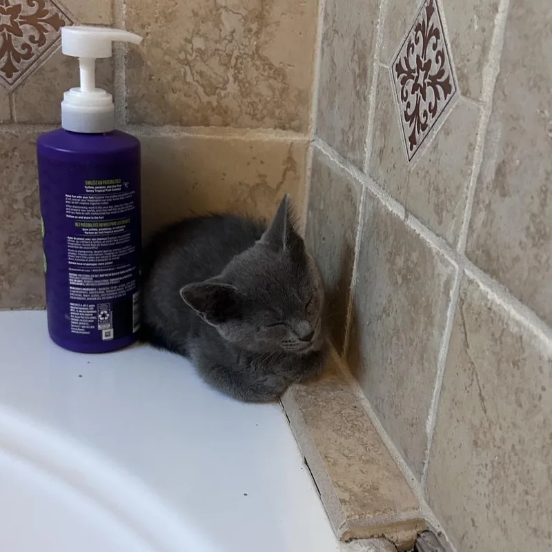 A baby small-sized male Gray / Blue / Silver Domestic Short Hair cat named Charcoal for adoption in Wichita, KS